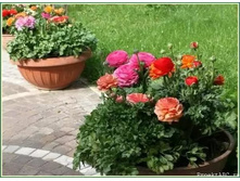 .������ � ����2.jpg