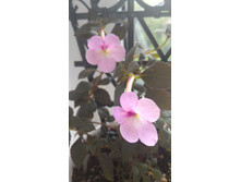 �������� Peach Blossome (���������� ����)