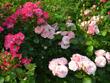 DSC 0656.JPG