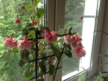 ������ ��������