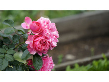 �������� �� �����