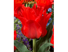 �������� �������. ������� ��� ����-��� �-�� 118,3 ���. ��. (� �������� 7 ��.). ������ �� 30 ��. ������� ������ �� 8 ��..png