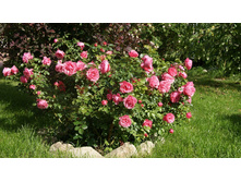 DSC07755 �� ����.jpg