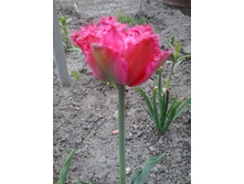 2017-05-16 17.42.29.jpg