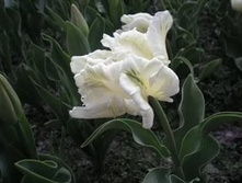 ������� ���������� ��-�� ��-���� ���. ����.jpg