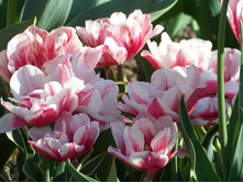 �������� �������� ������� ����-���� ���. ����2.jpg