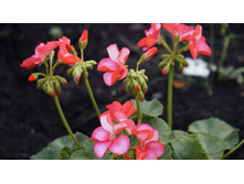 ���������� ��������� ���