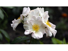 Sally Holmes (�����)