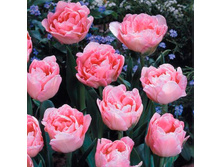 �������� �������� ������� ���-����� ���. ����.jpg