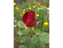 IMG 20170723 102620.jpg