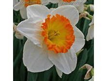 ���-����� ����������� ���-�� (����� ����� ������) 69 ���. ��. (� �������� 3 ��.). ������ �� 40 ��. ������� ������� �� 10 ��.!!!!!!!!!!!!!! �������� .png