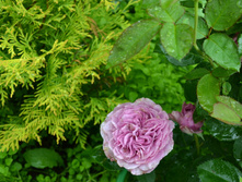 DSC 0411.JPG