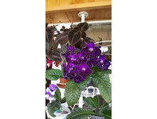 ������������� - DS-����