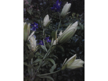 2016-07-27 20.40.25.jpg