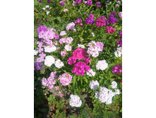 �������� ��������. 50�. - ������� �������.