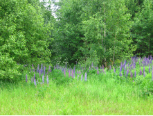 � �� ���� �����