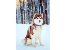 ���� ������ ���