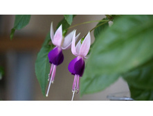 Shadow Dancer Carolina