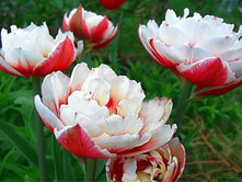 �������� �������� ������� ����-���� ���. ����3.jpg