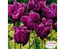 ������� ���������� ���-����� ��-���� 153,3 ���. ��. (� �������� 7 ��.). ������ �� 50 ��. ������� ������ �� 12 ��. ����������� �������.jpg