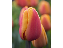 ������� ������� ������ ��-��� 104,3 ���. ��. (� �������� 7 ��.). ������ �� 40 ��. ������� ������ �� 10 ��..jpg