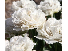 �������� �������� ������ ��-�� ���-���� ���. ����..jpg