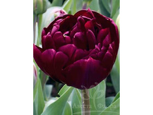 �������� �������� ������� ���-����� 132,3 ���. ��. (� �������� 7 ��.). ������ �� 50 ��. ������� ������ �� 10 ��..jpg