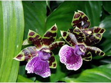 ������� ����������� (ZYGOPETALUM) ����