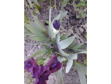 2017-05-22 18.06.12.jpg