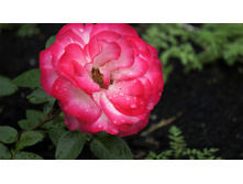 Jubile du Prince de Monaco