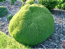 ��� �����