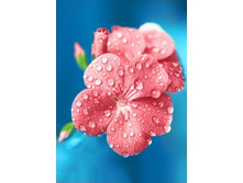 ���� 27�38 Ag 3437.jpg