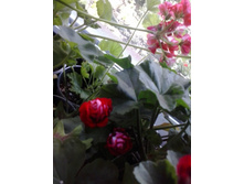 2016-06-12 15.31.10.jpg