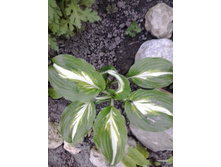 2017-06-09 20.05.14.jpg