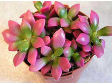 ������������ ��������� ('������ ������')  Anacampseros rufescens  cv 'Sunrise'