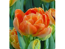 �������� �������� ������ ��-��� ���-�� 118,3 ���. ��. (� �������� 7 ��.). ������ �� 40 ��. ������� ������ �� 12 ��..jpg