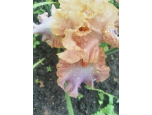 IMG 20170701 173118.jpg