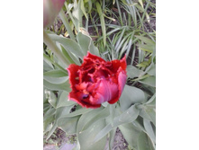 2017-05-16 17.46.15.jpg