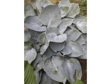 ����� "Tarheel Blue"