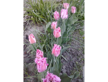 2017-05-07 18.38.03.jpg