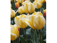 �������� ��������� ������� �-� ��-�� ���. ���� .jpg