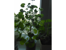 ������ � ������� ������