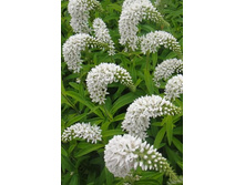 ��������� ������������ 110�.jpeg