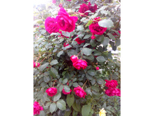 IMG 20170707 175406.jpg