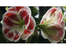 ��������� ������