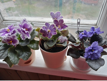 Bold Party Girl, DS ���� � �� ��������