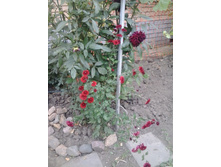 2015-09-29 15.49.32.jpg