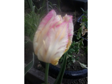 2016-05-04 18.05.53.jpg