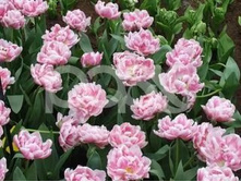 �������� �������� ������ ���-���� ���. ����..jpg