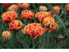 �������� �������� ������ ��-�� ��-�� ���. ����..jpg